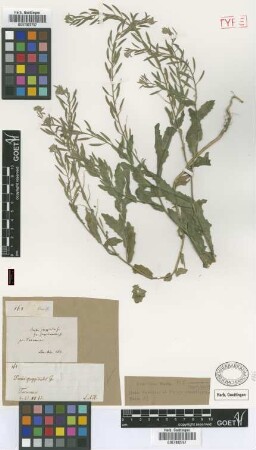 Draba greggioides Griseb. [type]