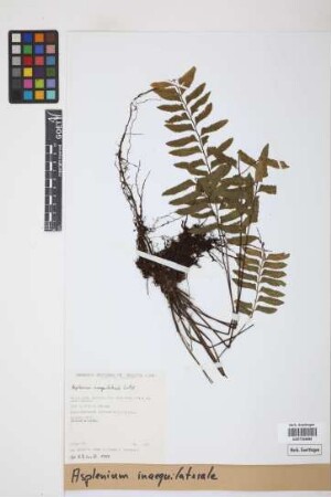 Asplenium inaequilaterale Willd.
