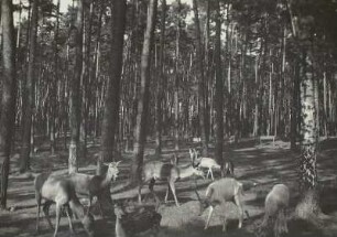 Moritzburger Teichgebiet: Wildfütterung.