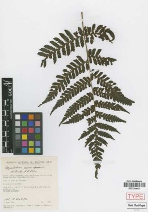Megalastrum aureisquama M.Kessler & A.R.Sm. [paratype]