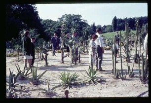 Botan. Garten 23.8.64.