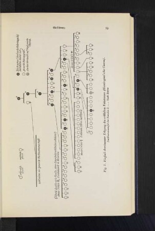 Fig. 2. Einfach dominanter Erbgang des erblichen Veitstanzes (Huntington'sche Chorea). Nachkommentafel der Familie J. ... Nach Entres