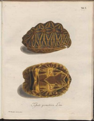 Tab. X: Testudo geometrica Linn.