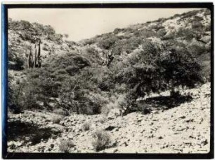 Leguminosen-Dorngehölze, Algarrobobäume im Busch von Palqui und Kataui