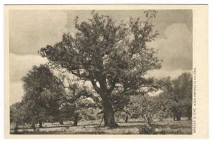 Reinhardswald