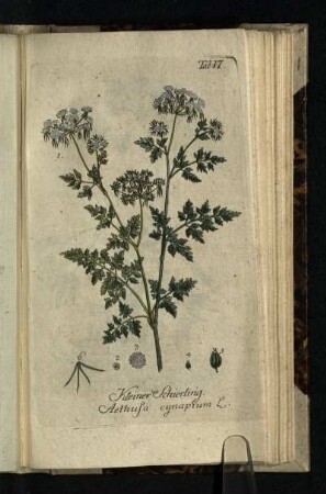 Tab. VI.: Kleiner Schierling. Aethusa cynapium L.