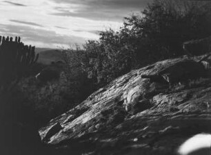 Kopje : Felsen eines Kopje (Inselberg) bei Dodoma
