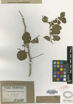 Lycium pruinosum Griseb. var. puberulum Griseb.