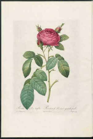 Rosa Gallica latifolia. Rosier de Provins à grandes feuilles. Langlois sculp.