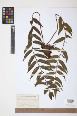 Asplenium anisophyllum Kunze