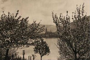 Frühling am Rhein. Blick über den Rhein auf Lorch. Im Vordergrund blühende Bäume
