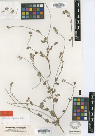 Heliotropium grandiflorum Aucher ex DC. [type]