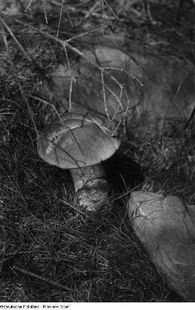 Pilz