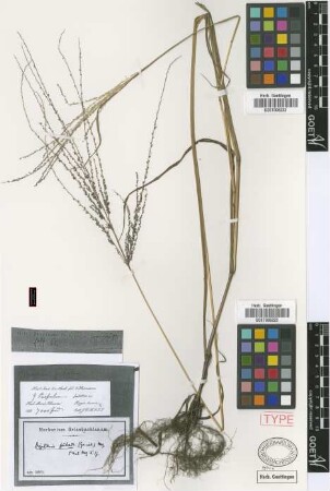Paspalum jubatum Griseb. [type]