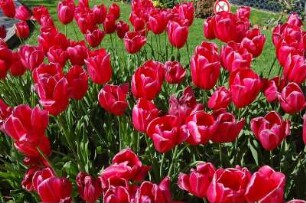 Monte Carlo - Tulpenbeet : Blumenbeet am Casino in Monaco 2006