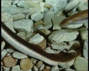 Fortpflanzung und Embryonalentwicklung bei Neunaugen (Lampetra fluviatilis, Lampetra planeri)