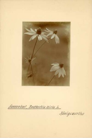 Schlitzblättriger Sonnenhut : Königswartha, Blüten des Schlitzblättrigen Sonnenhutes (Rudbeckia laciniata)