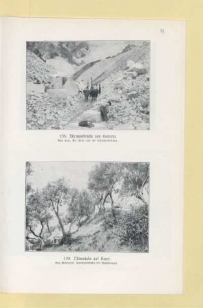 139. Olivenhain auf Capri