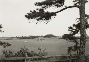 Martha's Vineyard