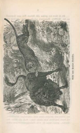 Büffel von Panther überfallen