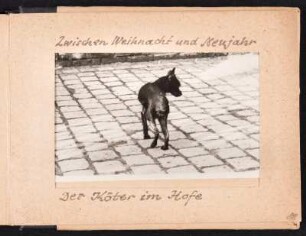 Fotoalbum des Malers Willy Irmscher : Albumseite 15 mit Aufnahme vom Familienhund Munki im Hof Wormser Straße 70 in Dresden