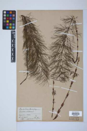 Equisetum sylvaticum L.
