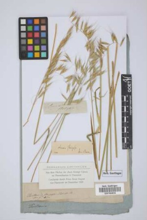 Avena strigosa