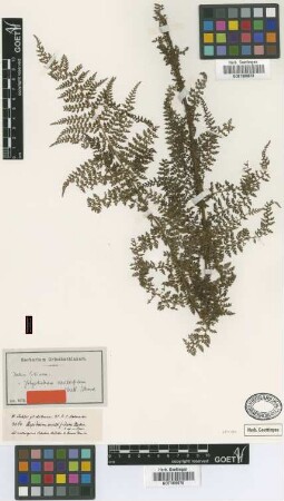 Aspidium multifidum Mett. [type]