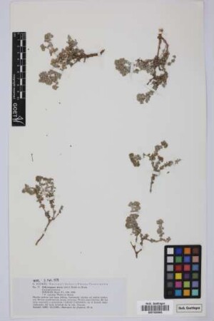 Polycarpaea nivea (Aiton) Webb