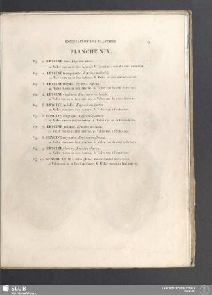 Planche XIX