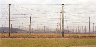 Hopfenfeld, Elstra