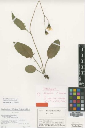 Hieracium glaucinum Jord. subsp. baieri Gottschl.[holotype]