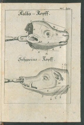Kalbs-Kopff. Schweins-Kopff