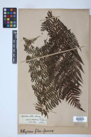 Athyrium filix-femina (L.) Roth