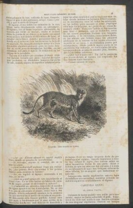 Capítulo XXXVI. - El árbol tagua.