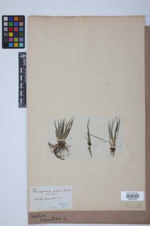 Isoetes lacustris L.
