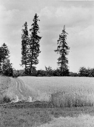 Odenwald. Landschaftsaufnahme