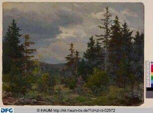 Waldlandschaft