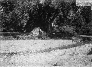 Zelt : Ein Zelt eines Zeltlagers unter einem Baum