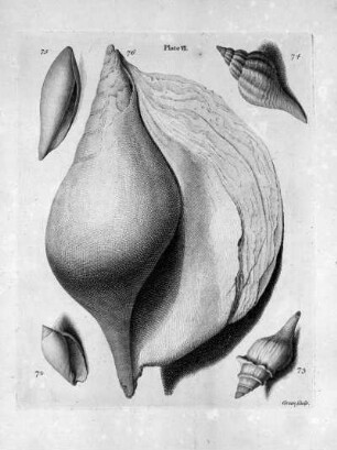 Plate VI.