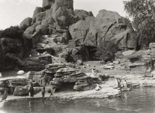 Hamburg, Tierpark Hagenbeck. Südpolarpanorama mit Adeliepinguinen und Möwen (1911, U. Eggenschwyler)
