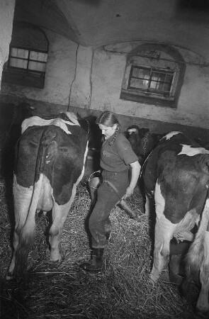Reportage vom Volksgut Struppen : Mädchen im Kuhstall