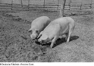 Schweine im Freigehege