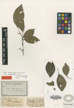 Piper sphaerostachyum C.DC. var. tenuifolium C.DC.[isotype]