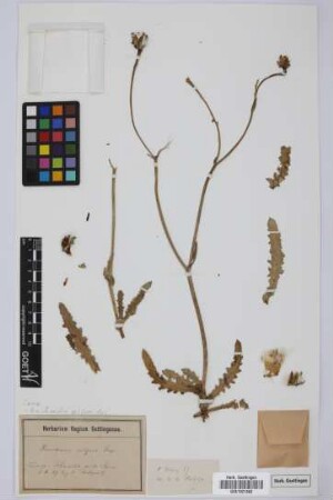 Picridium vulgare Desf.