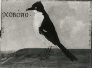 XORORO : XORORO. Öl auf Leinwand (1655/1663; A. Eckhout). Radebeul, Hoflößnitz, Berg- und Lusthaus, Festsaal (nach der Restaurierung)