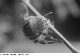 Eine Hummel auf einem Zweig