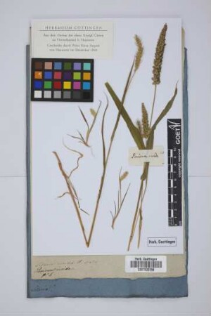 Panicum viride