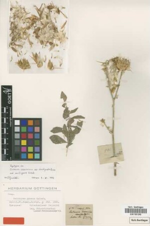 Centaurea ceccariniana Boiss. & Heldr. var. Boiss. brachycentra[syntype]