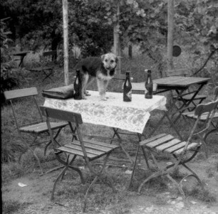 Pappelanbauzentrale. Garten. Hund auf einem Gartentisch